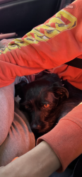 Reunited Male Dog last seen 16th and Capp, San Francisco, CA 94103