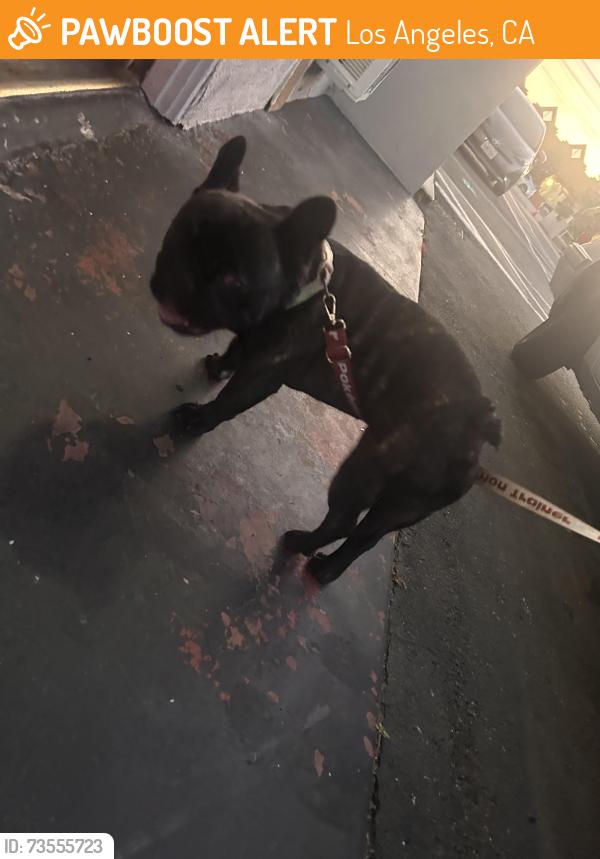 Found/Stray Male Dog last seen Culver city, Los Angeles, CA 90025