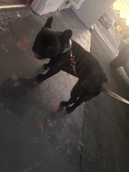 Found/Stray Male Dog last seen Culver city, Los Angeles, CA 90025