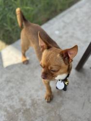Lost Male Dog last seen 47th DR & Berkeley, Phoenix, AZ 85035