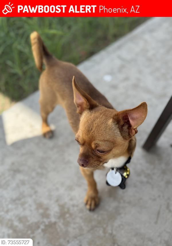 Lost Male Dog last seen 47th DR & Berkeley, Phoenix, AZ 85035