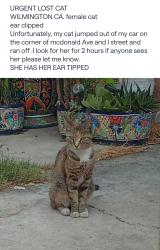 Lost Female Cat last seen Mcdonald Ave and I street wilmington ca, Los Angeles, CA 90744
