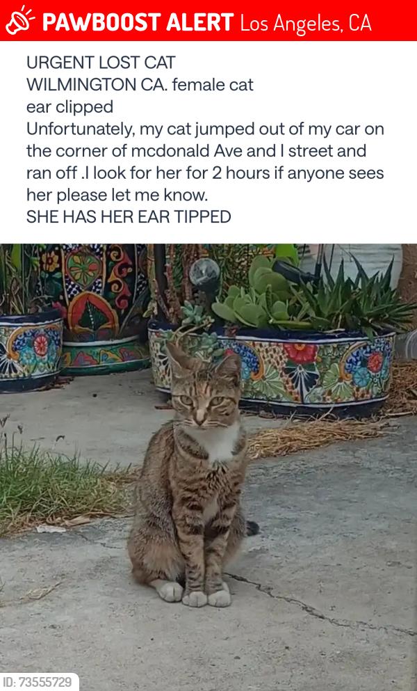 Lost Female Cat last seen Mcdonald Ave and I street wilmington ca, Los Angeles, CA 90744