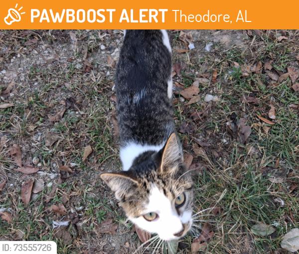 Found/Stray Male Cat last seen Lundy and Creel, Theodore, AL 36582
