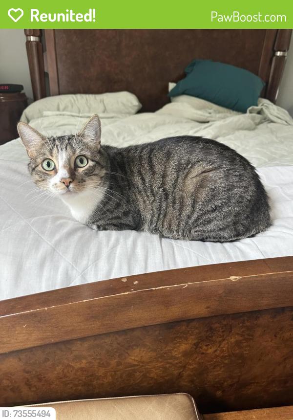 Reunited Male Cat last seen Raging waters, San Dimas, CA 91773