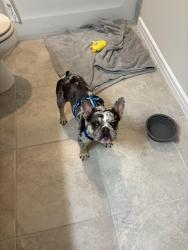 Reunited Female Dog last seen Agrigento St + Syracuse Dr, Agrigento St,  34711