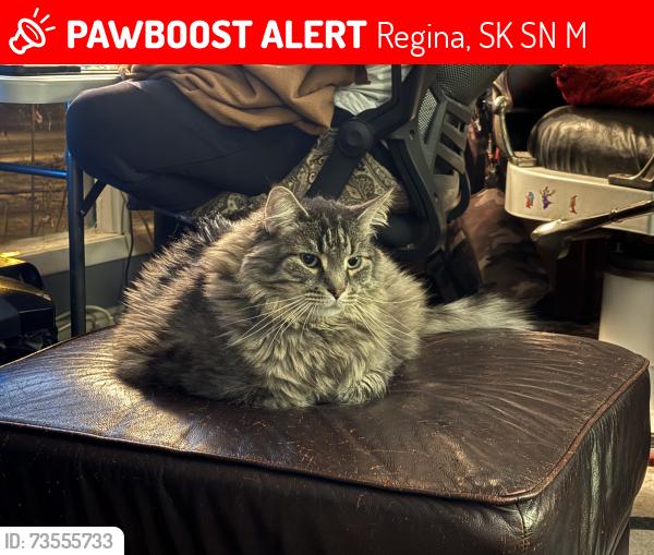 Lost Male Cat last seen DR George Ferguson school, Regina, SK S4N 1M6