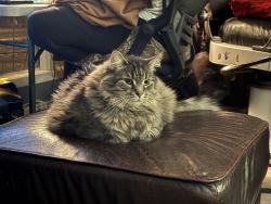 Lost Male Cat last seen DR George Ferguson school, Regina, SK S4N 1M6
