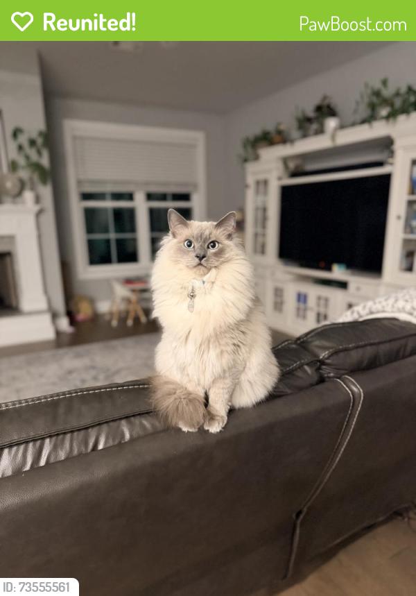 Reunited Male Cat last seen West Sauter lane, Fayetteville, AR 72704