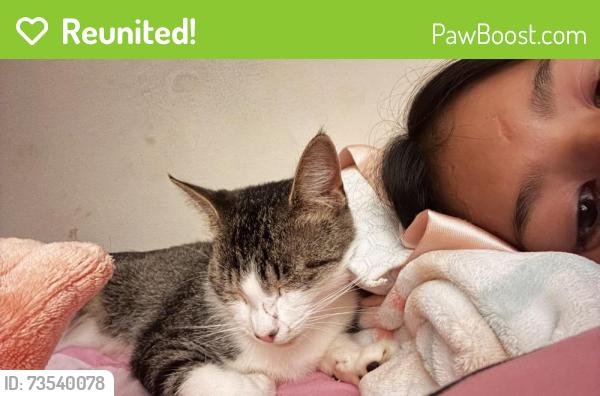 Reunited Unknown Cat last seen Near park ridge ln Roswell GA, Roswell, GA 30076