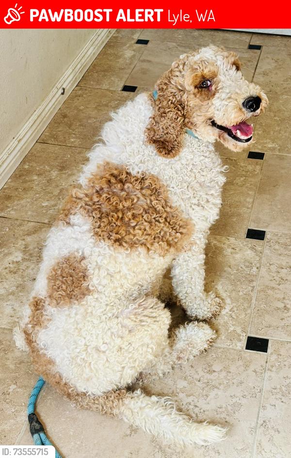 Lost Female Dog last seen Murdock Mini Mart, Lyle, WA 98635