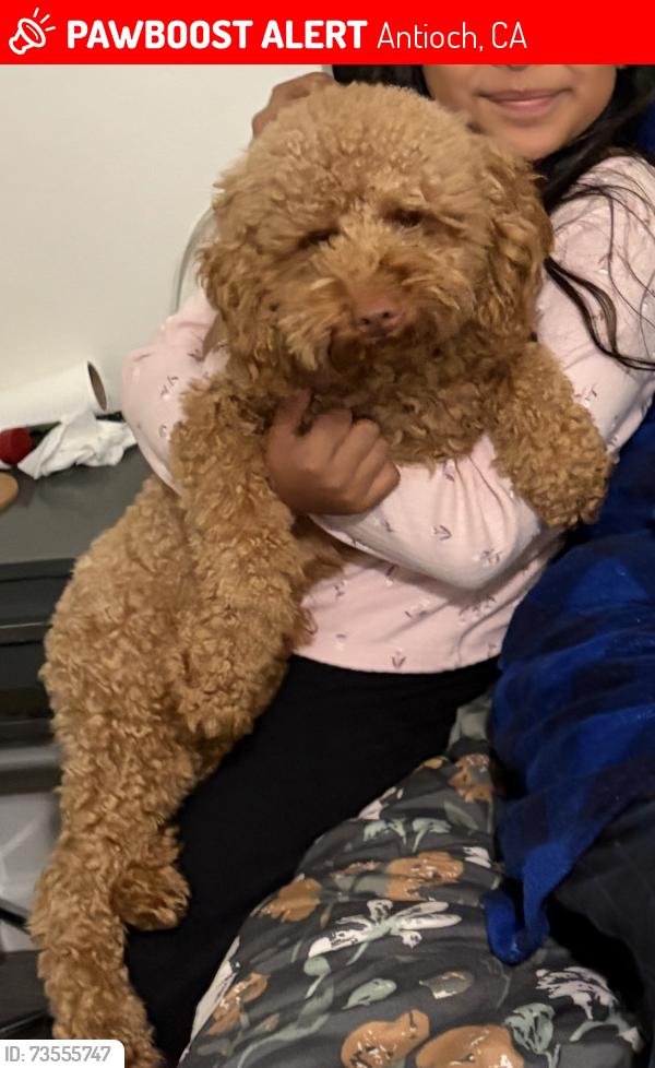 Lost Male Dog last seen Sycamore and Springwood way, Antioch, CA 94509