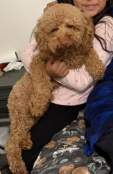 Lost Male Dog last seen Sycamore and Springwood way, Antioch, CA 94509
