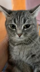 Lost Female Cat last seen London Crescent / 66 St, Delta, BC V4K 4W5