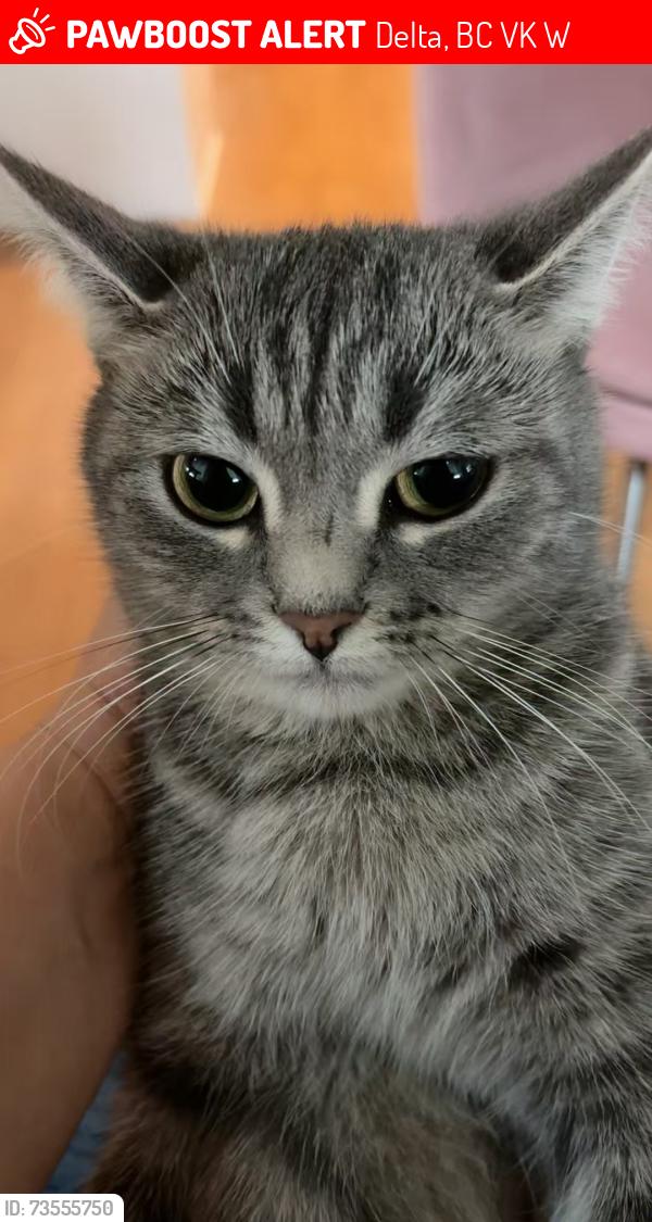 Lost Female Cat last seen London Crescent / 66 St, Delta, BC V4K 4W5