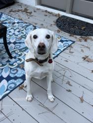 Found/Stray Male Dog last seen Leesville and Oneal rd, Raleigh, NC 27613