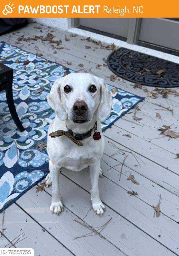 Found/Stray Male Dog last seen Leesville and Oneal rd, Raleigh, NC 27613