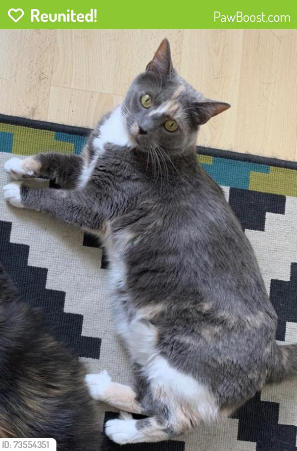 Reunited Female Cat last seen Wilder Street between 2nd & Moyamensing streets, Philadelphia, PA 19147