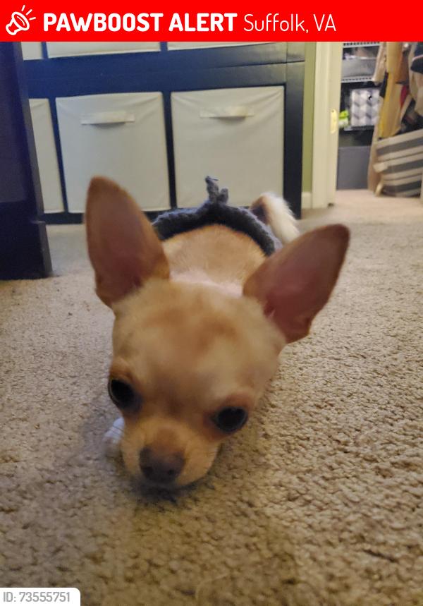 Lost Female Dog last seen Kensington Dr, Suffolk, VA 23434