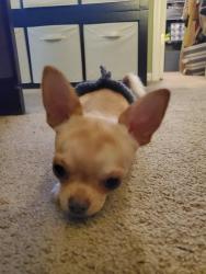 Lost Female Dog last seen Kensington Dr, Suffolk, VA 23434