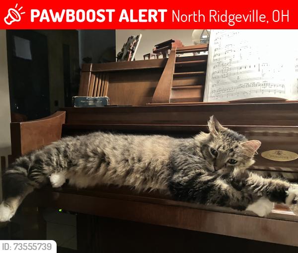Lost Male Cat last seen Rt. 83, North Ridgeville, OH 44039