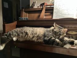 Lost Male Cat last seen Rt. 83, North Ridgeville, OH 44039