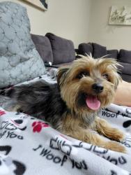 Found/Stray Female Dog last seen 199th street, NW 57th Pl,  33055