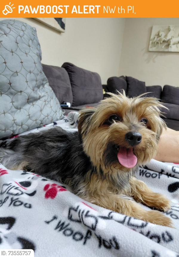 Found/Stray Female Dog last seen 199th street, NW 57th Pl,  33055