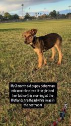 Lost Female Dog last seen Duck creek trailhead, Las Vegas, NV 89122