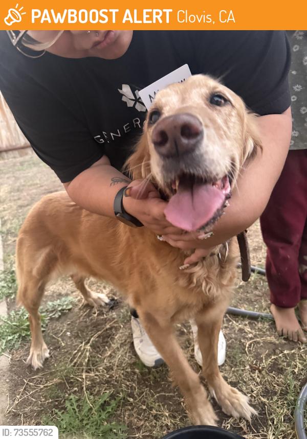 Found/Stray Female Dog last seen Bullard and Sunnyside, Clovis, CA 93612