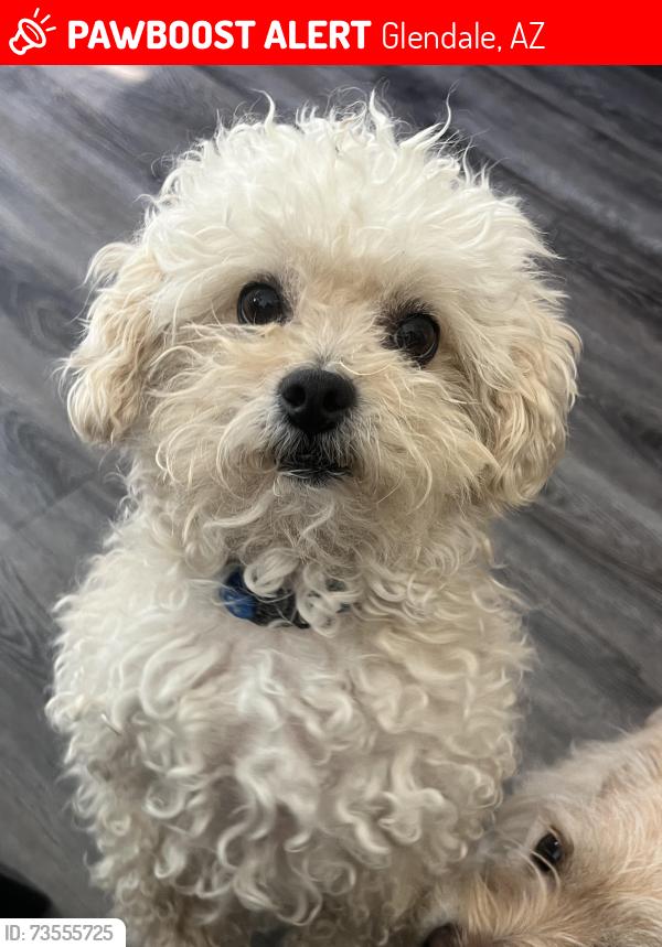 Lost Male Dog last seen 83rd glendale in the rovey neighborhood, Glendale, AZ 85305