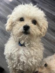Lost Male Dog last seen 83rd glendale in the rovey neighborhood, Glendale, AZ 85305