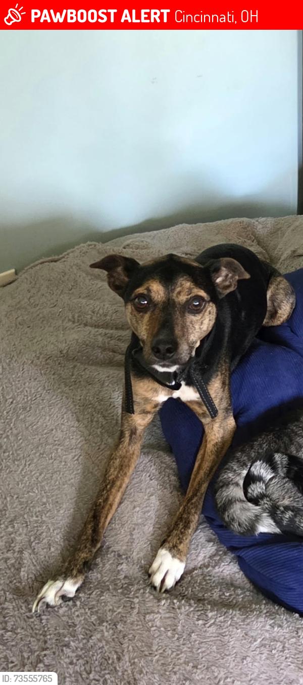 Lost Male Dog last seen Winton road, Cincinnati, OH 45231