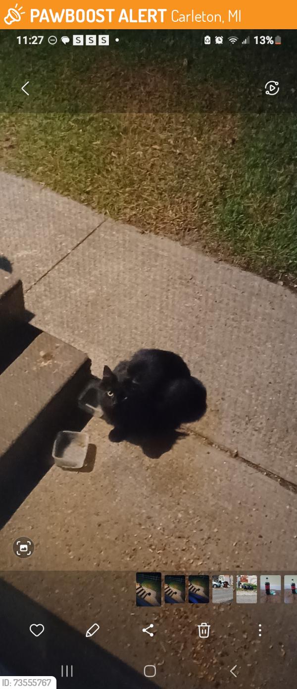 Found/Stray Unknown Cat last seen Jones st, Carleton, MI 48117