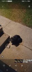 Found/Stray Unknown Cat last seen Jones st, Carleton, MI 48117