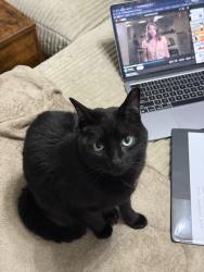 Lost Male Cat last seen Scripps Ct SW, Marietta, GA 30008