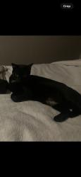 Reunited Female Cat last seen Rainbow Ln, Highland, CA, USA, Highland, CA 92346