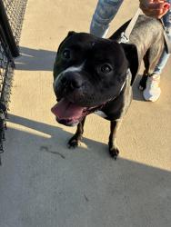 Found/Stray Male Dog last seen Near Cedar Lodge Baptist Church, Thomasville, NC 27360