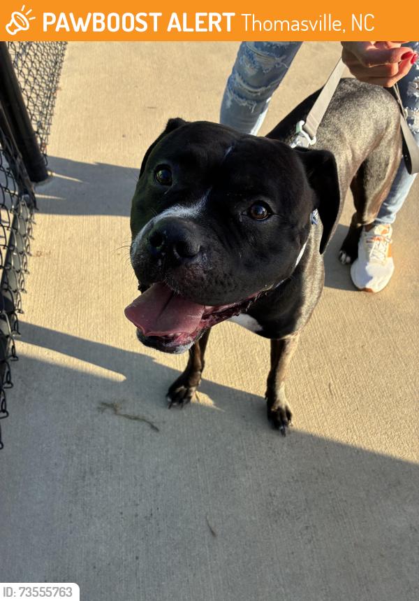 Found/Stray Male Dog last seen Near Cedar Lodge Baptist Church, Thomasville, NC 27360