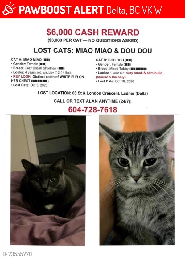 Lost Female Cat last seen Near st, Delta, BC V4K 4W5