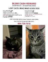 Lost Female Cat last seen Near st, Delta, BC V4K 4W5