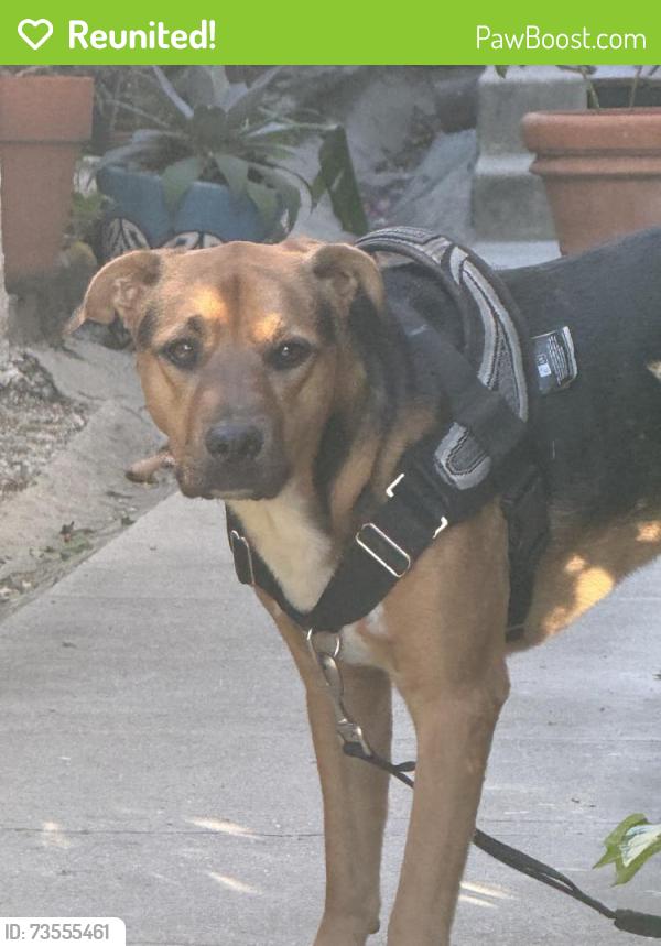 Reunited Male Dog last seen Near N Arnaz Dr, Beverly Hills, CA 90211, USA, Beverly Hills, CA 90211