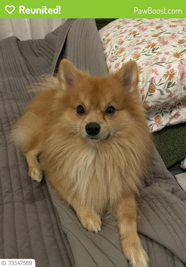 Reunited Male Dog last seen Fraser St at 13th ave, Vancouver, BC V5T 3W1