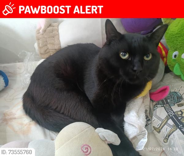 Lost Male Cat last seen Foi visto ultima vez em casa, ele fugiu saindo correndo pela janela, Jardim Cristiane, SP 09185-200