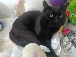 Lost Male Cat last seen Foi visto ultima vez em casa, ele fugiu saindo correndo pela janela, Jardim Cristiane, SP 09185-200