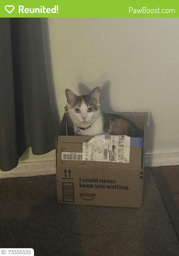 Reunited Female Cat last seen Bergenson and norfolk/willamsburg, Boise, ID 83706