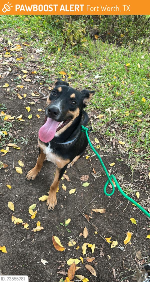 Found/Stray Male Dog last seen Oakland Lake Park, Fort Worth, TX 76103