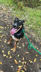 Found/Stray Male Dog last seen Oakland Lake Park, Fort Worth, TX 76103