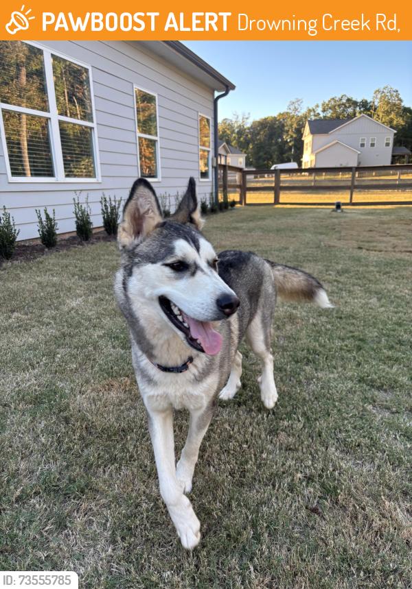 Found/Stray Female Dog last seen Rowan, Drowning Creek Rd,  30019