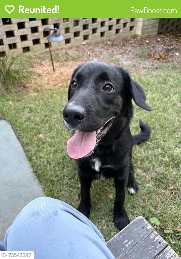Reunited Male Dog last seen Fairview Dr, Columbia SC, Columbia, SC 29205